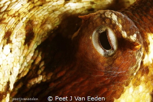Through the eye of an octopus by Peet J Van Eeden 
